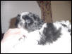 Little Zorro face