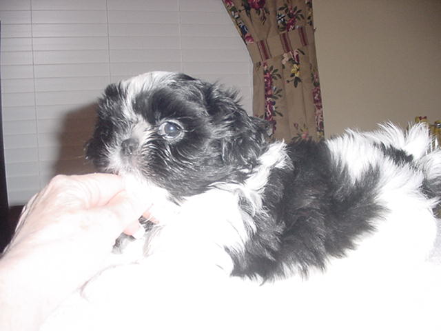 Little Zorro face