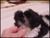 Little Zorro face close