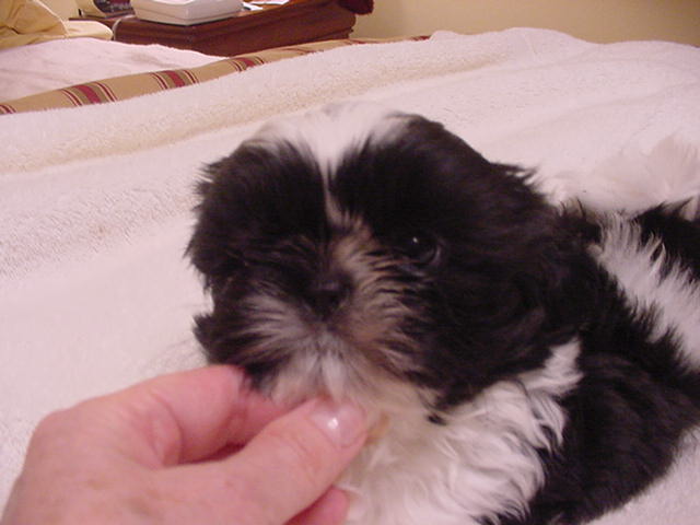 Little Zorro face close