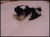 Little Zorro body