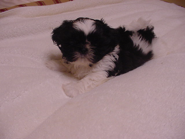 Little Zorro body