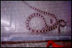 gopher snake