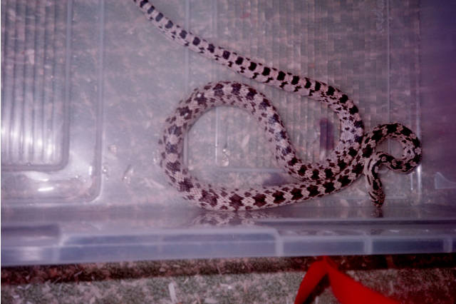 gopher snake