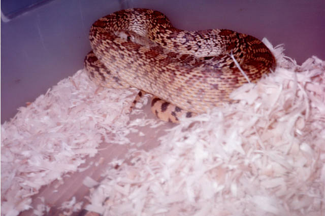 bull snake