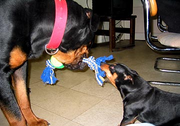 go for the gusto