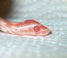 swollen skull hatchling Aug 1, 2005