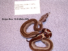 Stripe Boa #10-D-Male-85%