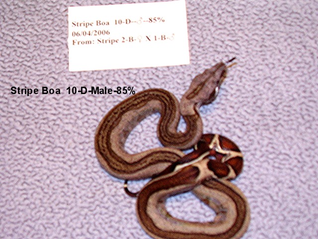 Stripe Boa #10-D-Male-85%