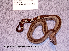 Stripe Boa 10-D-Male-85% Photo #2