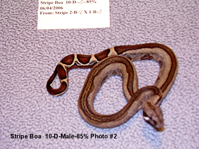 Stripe Boa 10-D-Male-85% Photo #2