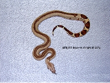 11-D-Male-85%
