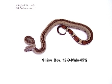 Stripe Boa #12-D-Male-85%