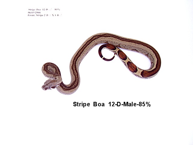 Stripe Boa #12-D-Male-85%
