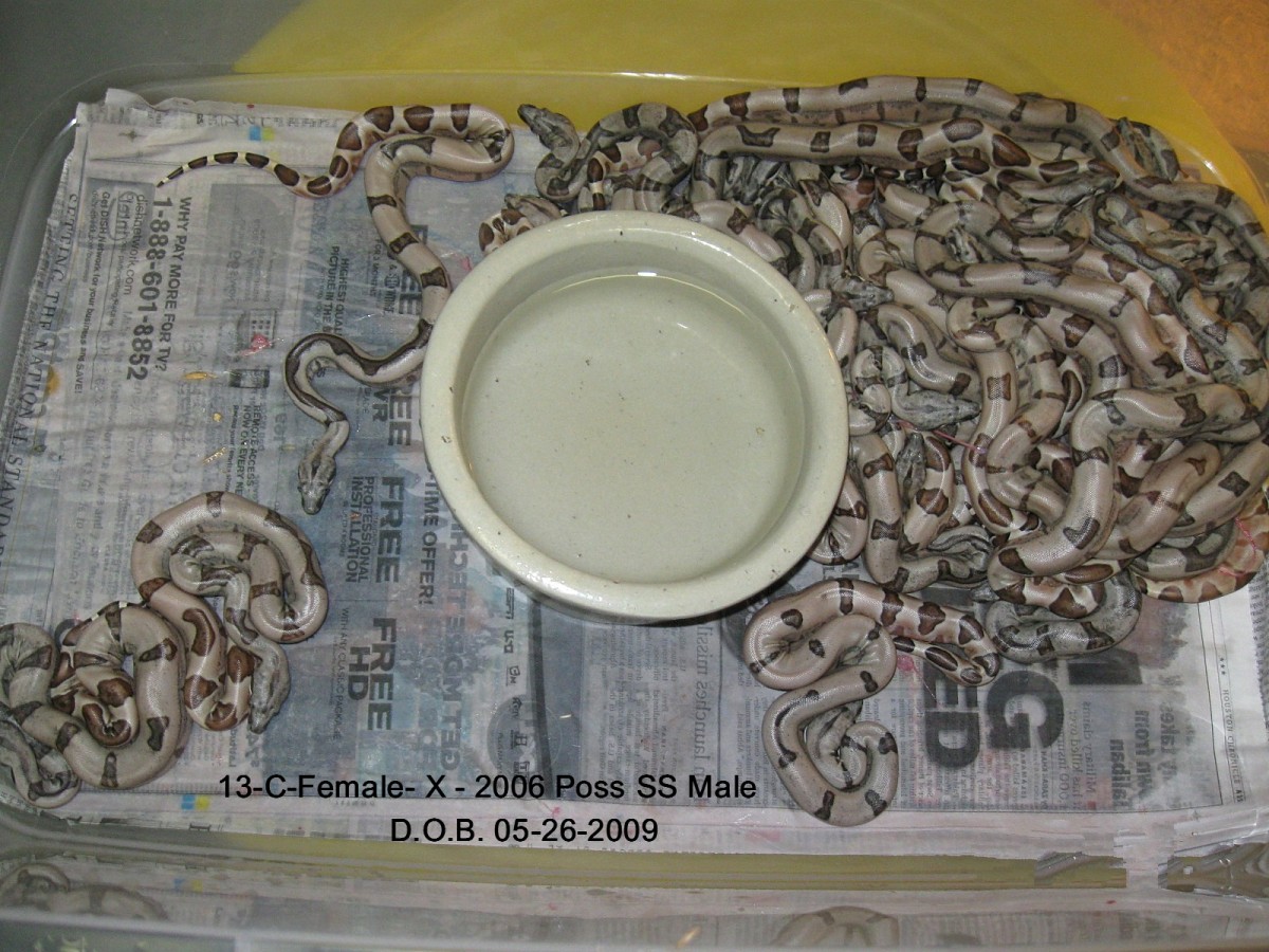 13-C Female X Salmon Male Litter