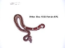 Stripe Boa #13-Female-83%