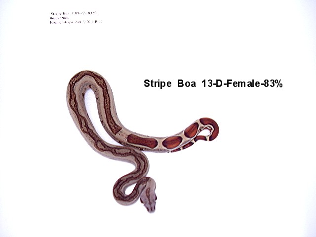 Stripe Boa #13-Female-83%