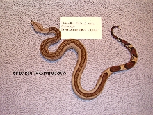 14-D-Female-80%