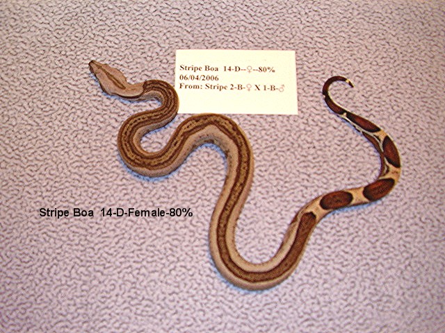 14-D-Female-80%