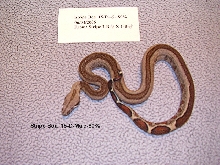 15-D-Male-80%