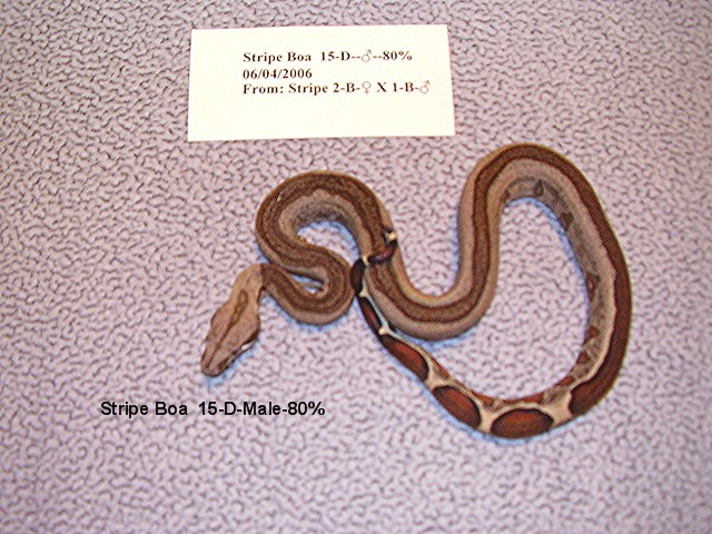 15-D-Male-80%