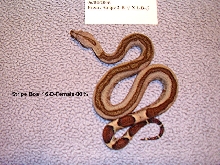 16-D-Female-80%