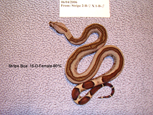 16-D-Female-80%