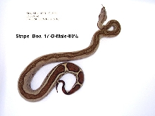 Stripe Boa #17-D-Male-80%