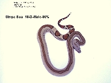 Stripe Boa #18-D-Male-80%