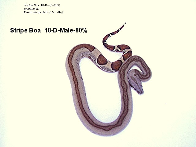 Stripe Boa #18-D-Male-80%