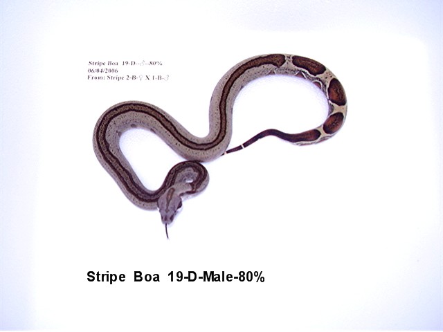 Stripe Boa #19-D-Male-80%
