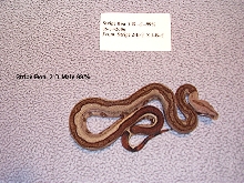 2-D-Male-99%