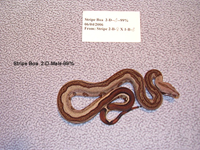 2-D-Male-99%