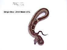 Stripe Boa #20-D-Male-75%