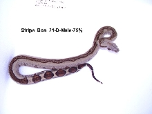 Stripe Boa #21-D-Male-75%