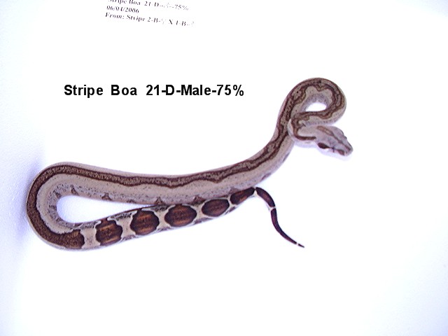 Stripe Boa #21-D-Male-75%