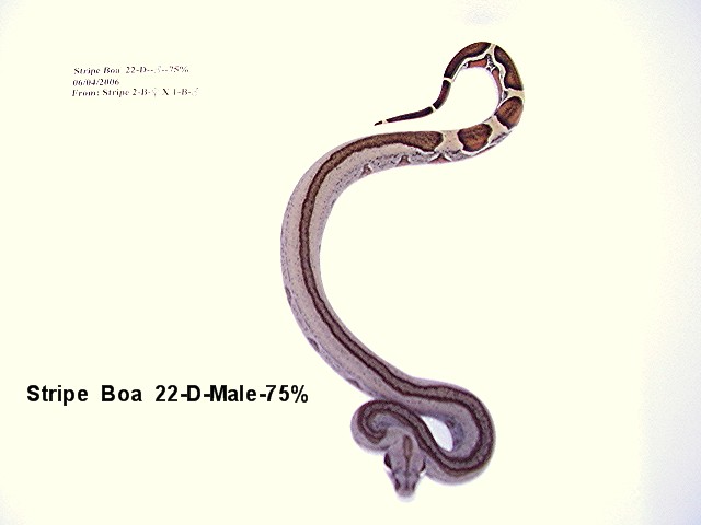 Stripe Boa #22-D-Male-75%