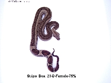 Stripe Boa #23-D-Female-75%