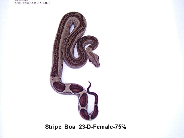 Stripe Boa #23-D-Female-75%