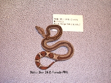 24-D-Female-75%
