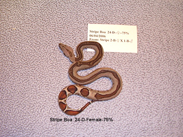 24-D-Female-75%