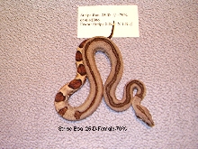 25-D-Female-70%