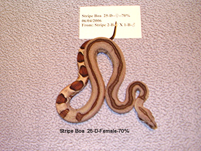 25-D-Female-70%