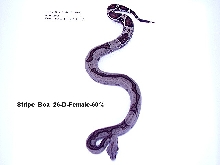 Stripe Boa #26-D-Female-60%