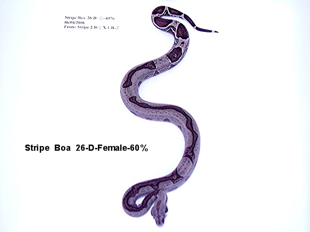 Stripe Boa #26-D-Female-60%