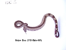 Stripe Boa #27-D-Male-60%