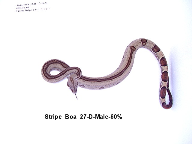 Stripe Boa #27-D-Male-60%