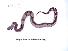 Stripe Boa #28-D-Female-50%