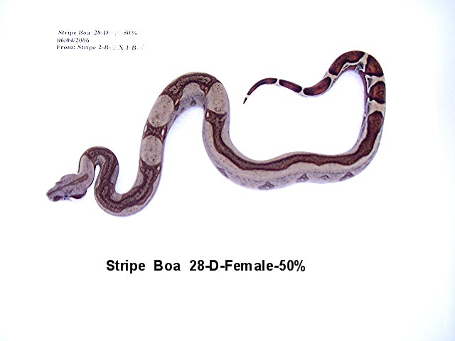 Stripe Boa #28-D-Female-50%