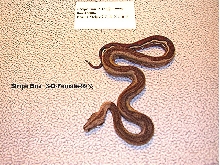 Stripe Boa  3-D-Female-99%